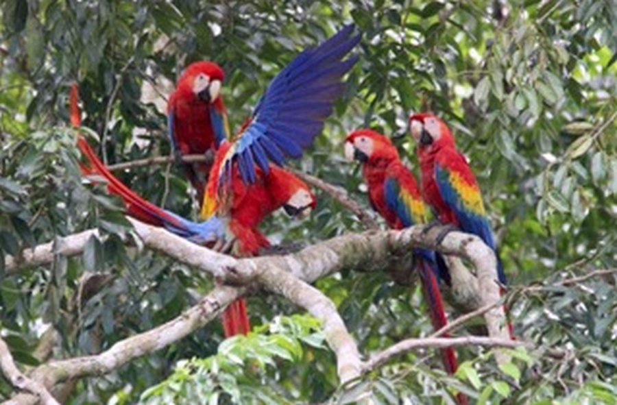 Sierpe Costa Rica Wildlife Tour